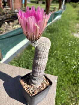 Echinocereus pectinatus violett/grün